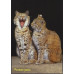 "Весёлый зоопарк". Набор из 12 двухсторонних карточек с литерой "В" в обложке